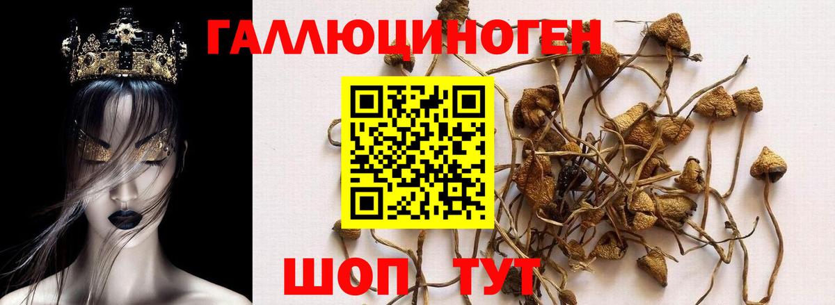 Усть-Илимск  Псилоцибиновые грибы Cubensis  Вход с VPN 